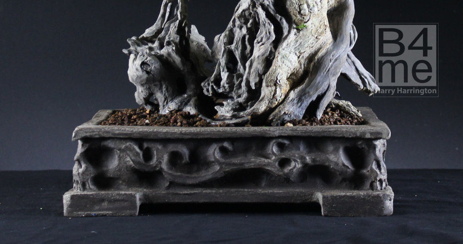 privet bonsai
